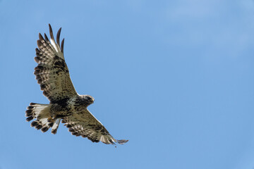 Rough-legged buzzard (Buteo lagopus)