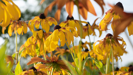 Fototapeta premium Beautiful bright sunny yellow rudbeckia against a blurred background of a summer garden with many yellow flowers. Gardening and floriculture. Summer symbols. Selective focus