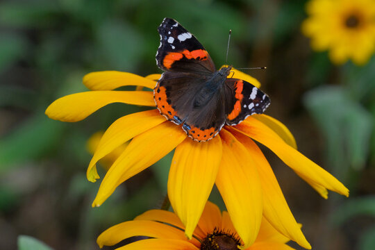 Red Admiral butterfly on rudbeckia flower on sunny summer day. Macro photography with green background.