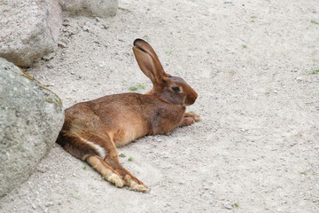 Braunes Kaninchen / Hase auf hellem grauen Sand