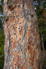 Close up of a trunk of a pine tree damaged by emerald ash borer Agrilus planipennis insect wood boring beetle invasive specie in North America USA and Canada from east Asia, selective focus.