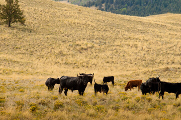 Open range cattle