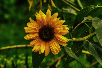 Sonnenblume