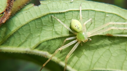 Green crab spider on a leaf