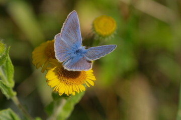 Common Blue butterfly on a yellow flower.
