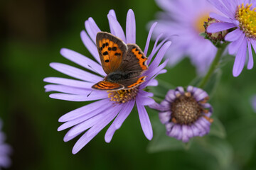 Small copper butterfly sitting on a purple flower.