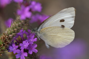 White butterfly on a purple flower.