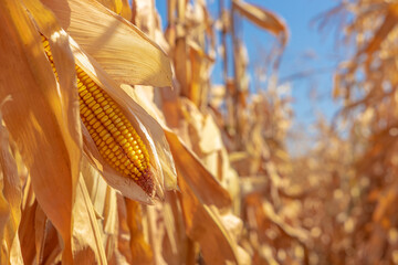 Ripe corncob with dry leaves in sunlight. Corn close up with copy space for product advertising...