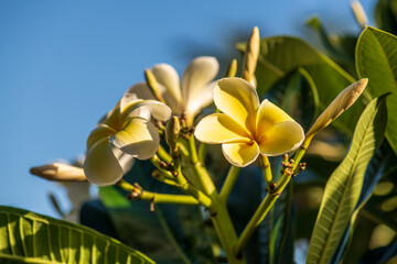 Fototapeta na wymiar yellow frangipani flowers