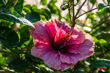 hibiskusblüte © Dirk