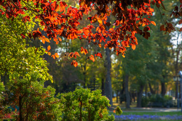 Red autumn foliage glows in the sun in a city park. Warm natural autumn backlight background.
