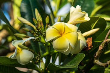 yellow frangipani flower