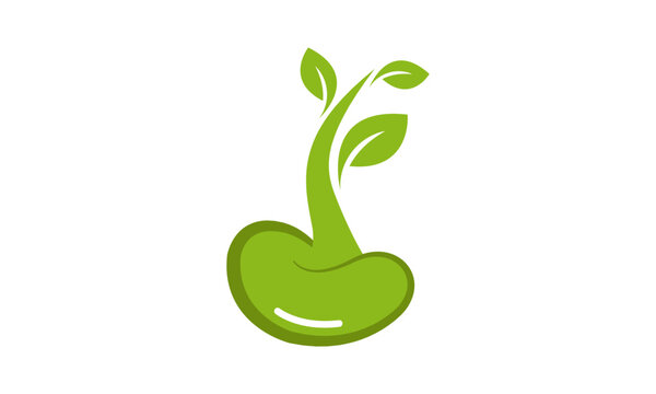 Bean seed leaf nature logo vector image