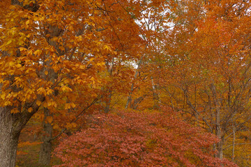 紅葉