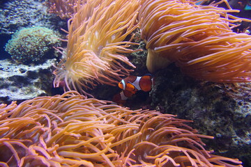 Naklejka na ściany i meble Clownfisch in einer Anemone Koralle Unterwasser
