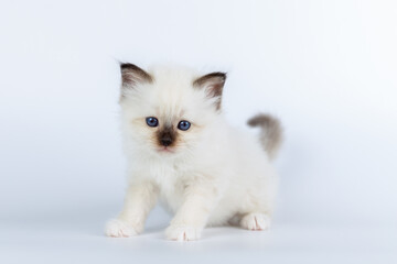 Sacred Birman kitten on a light background, birma