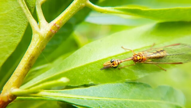 Mantispa styriaca insect on a green leaf