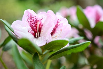 pink flower