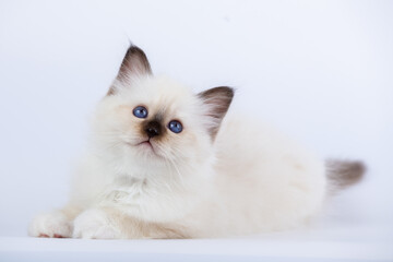 Sacred Birman kitten on a light background, birma