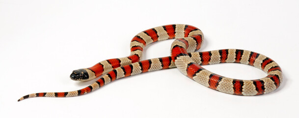 Naklejka premium Milk snake // Milchschlange, Rote Königsnatter, Dreiecksnatter (Lampropeltis triangulum)