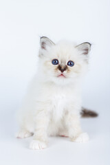 Fototapeta premium Sacred Birman kitten on a light background, birma