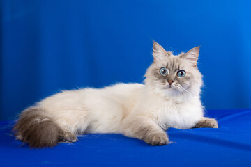 Fototapeta na wymiar Siberian cat on a blue background
