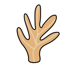 Cactus suculent decoration