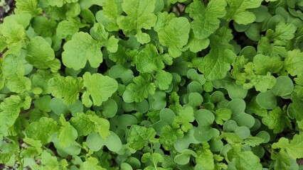 In the spring farm field young alfalfa grows. Clover Carpet
