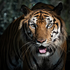 The tiger looked at us with a fierce expression.