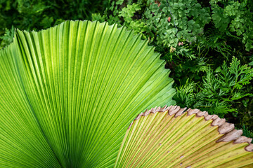 details of green and yellow palm leaves
