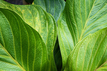 Close-up details of green leaves