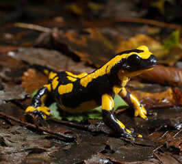 Fire salamander // Feuersalamander (Salamandra salamandra terrestris)