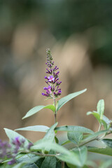 In der Natur: Pflanze - Blüte
