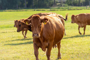 Brown cows on a meadow in September