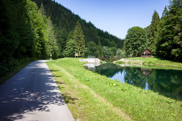 Fototapeta premium Reflection of coniferous trees in reservoir at forest