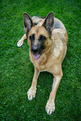 Happy adult dog lay on grass in home garden