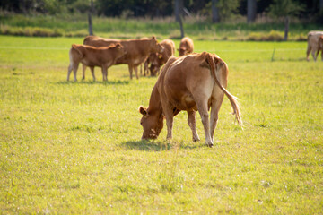 Brown cows on a meadow in September