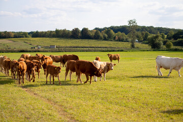 Naklejka premium Brown cows on a meadow in September