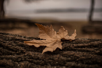hoja seca de plátano sobre tronco rugoso 