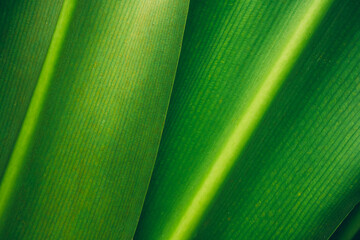 abstract green leaf texture, nature background, tropical leaf