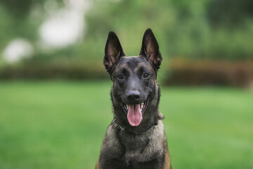 dog Belgian Shepherd Malinois in the park