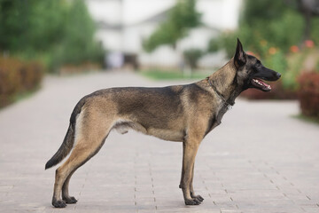 dog Belgian Shepherd Malinois in the park