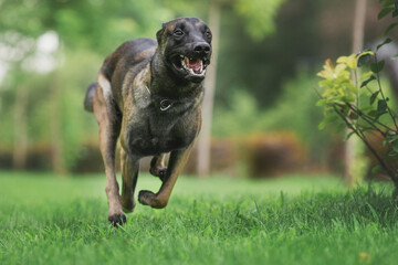 dog Belgian Shepherd Malinois in the park