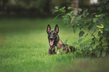 dog Belgian Shepherd Malinois in the park