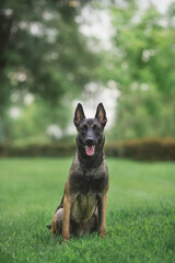 dog Belgian Shepherd Malinois in the park