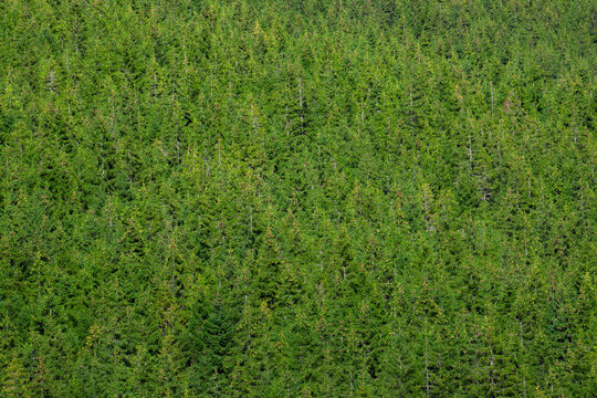a close-up of a pine forest seen from above