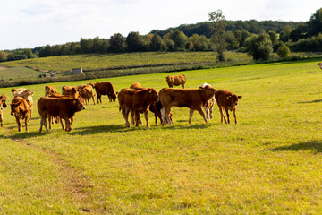 Brown cows on a meadow in September