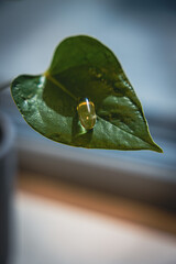Leaf with plant based pills on clear background
