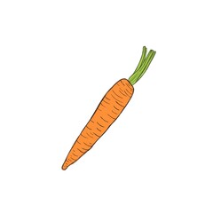 Fresh organic carrot sweet, white vegetable - freehand watercolor illustration