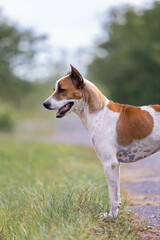 Naklejka na ściany i meble Thai white-brown dog standing on the lawn